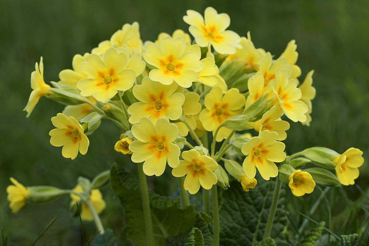 Oxlip (Primula elatior)