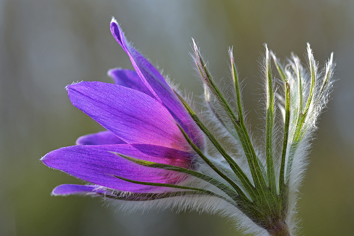 Pasque Flower (Pulsatilla vulgaris)