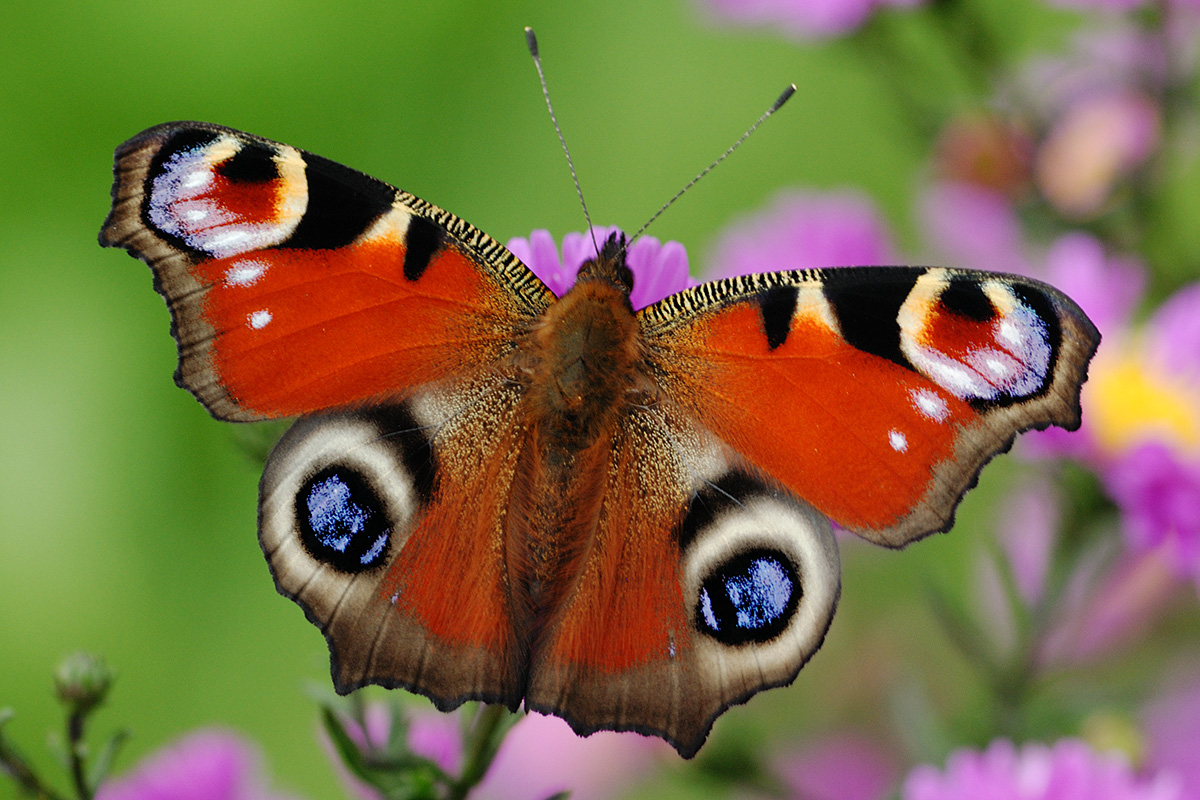 European Peacock Butterfly (Inachis io)