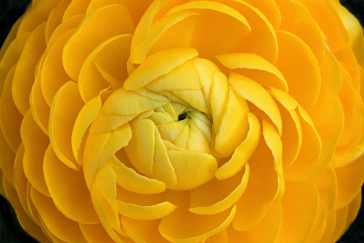 Persian Buttercup (Ranunculus asiaticus)