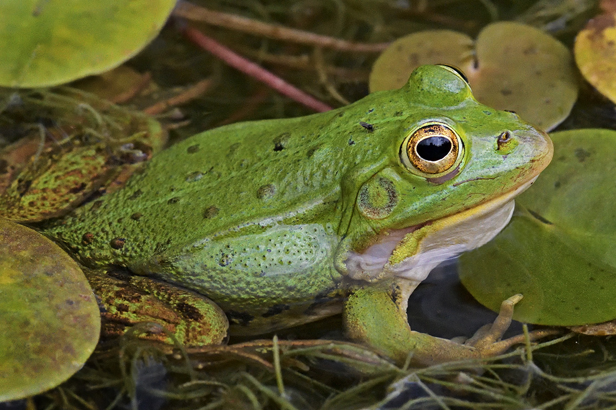 Pool Frog (Rana lessonae)