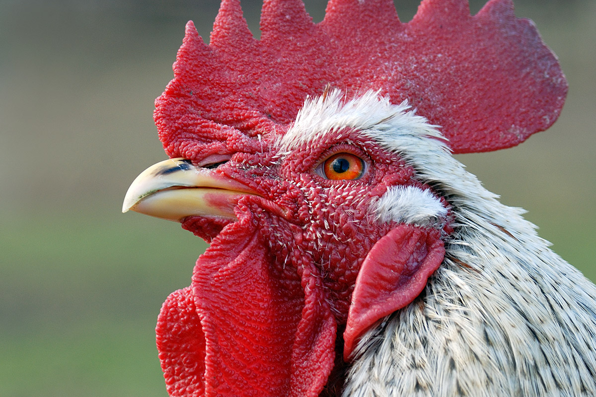 Male Farm Chicken (Gallus gallus)