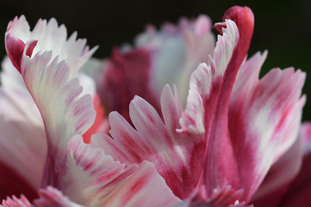 Tulip (Tulipa gesneriana) (3)