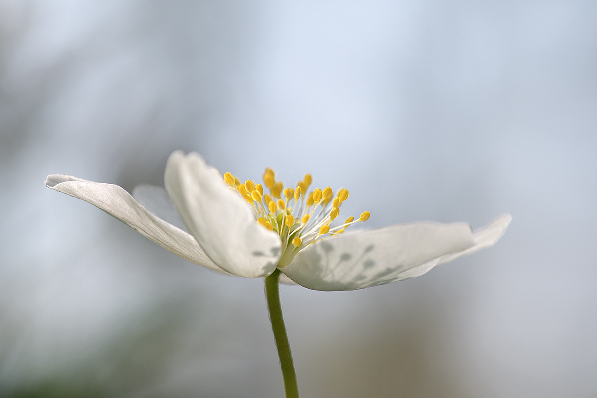 Wood Anemone (Anemone nemorosa)