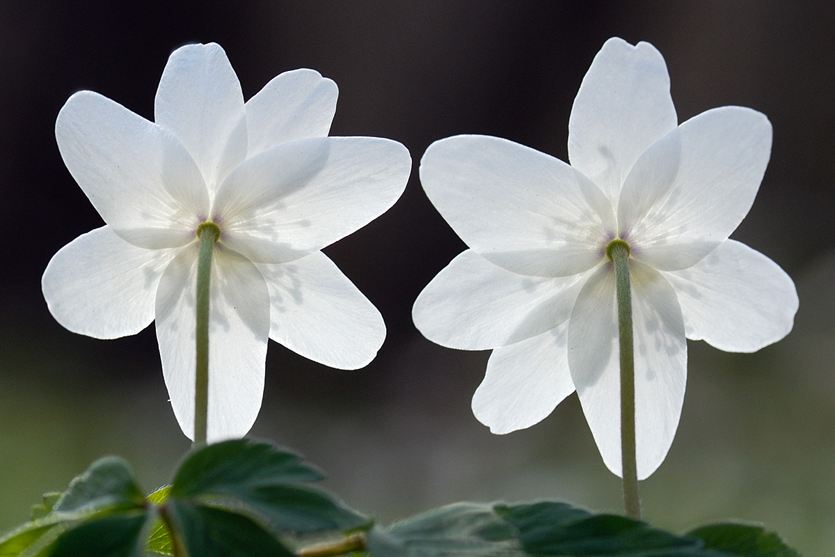 Wood Anemone (Anemone nemorosa) (2)