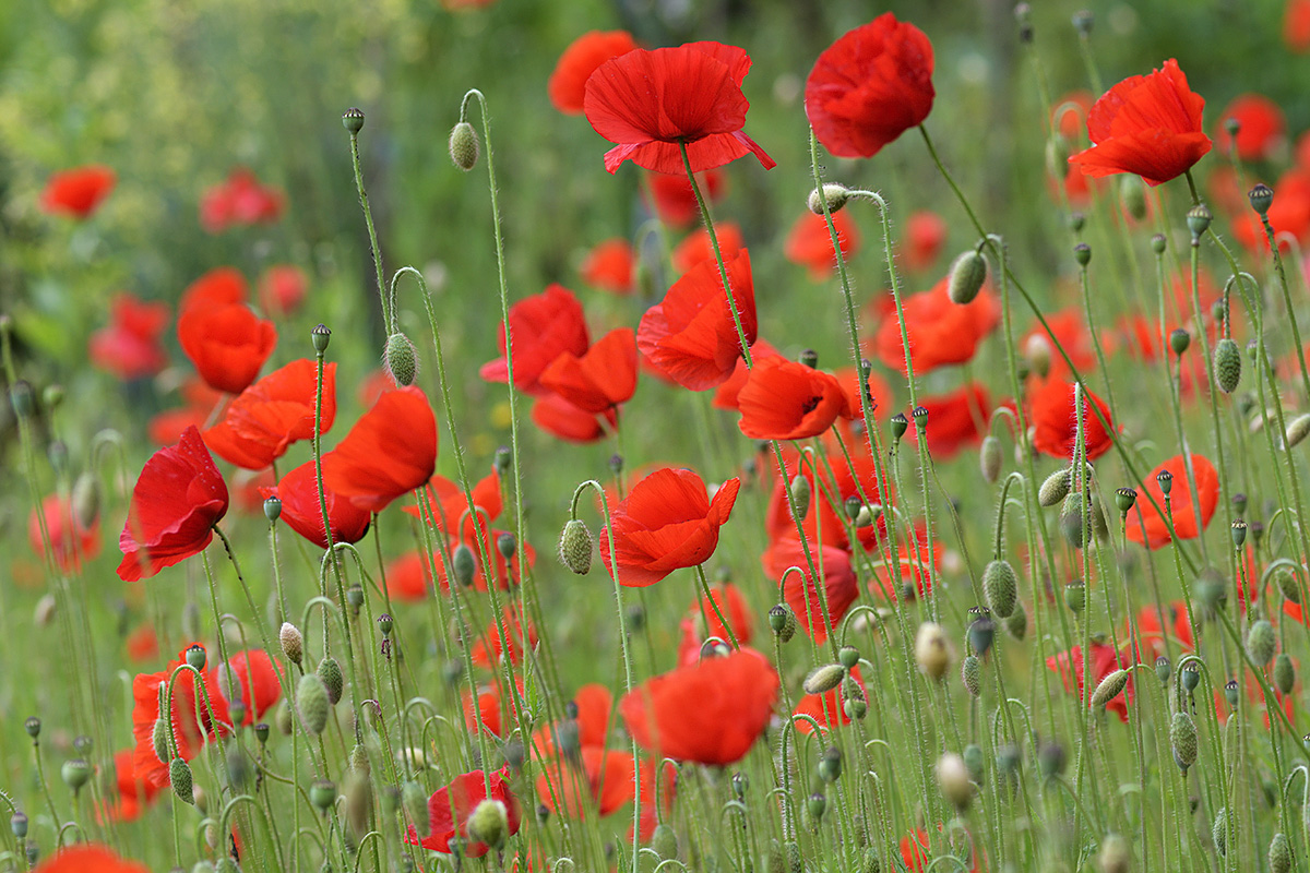 Corn Poppies (Papaver rhoeas) (1)