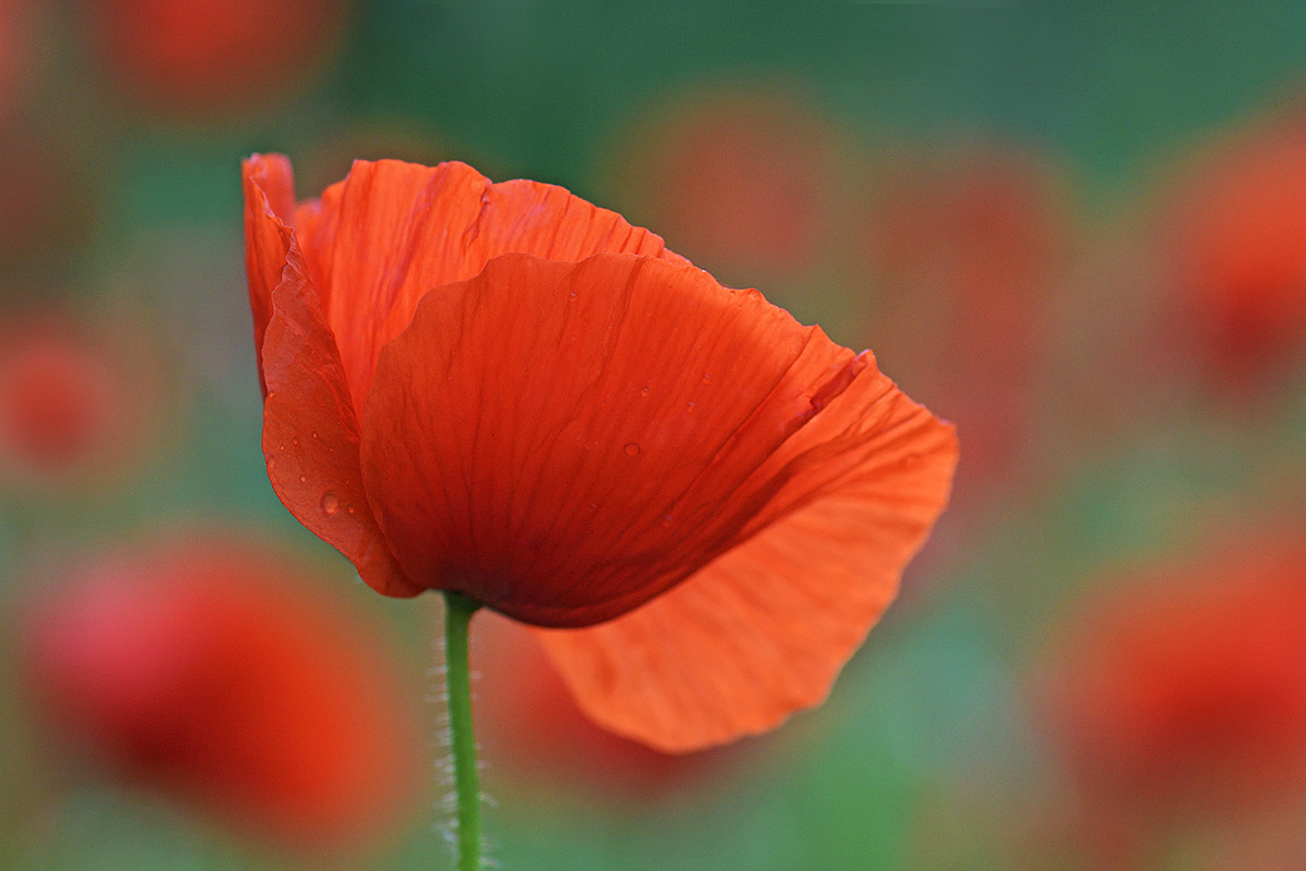 Corn Poppies (Papaver rhoeas) (2)