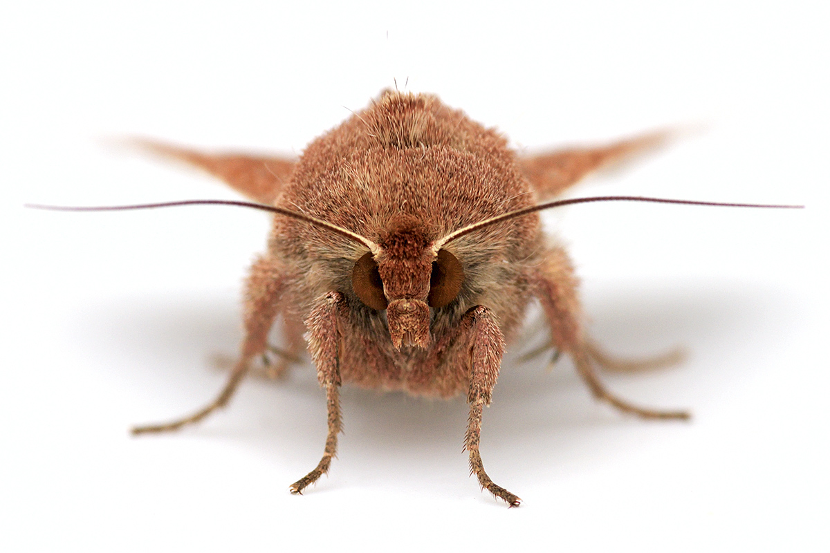 Drinker Moth (Euthrix potatoria) (1)