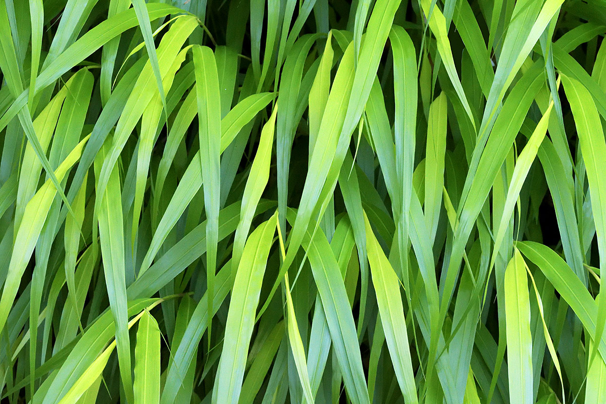 Japanese Hakone Grass (Hakonechloa macra ‘All Gold’)