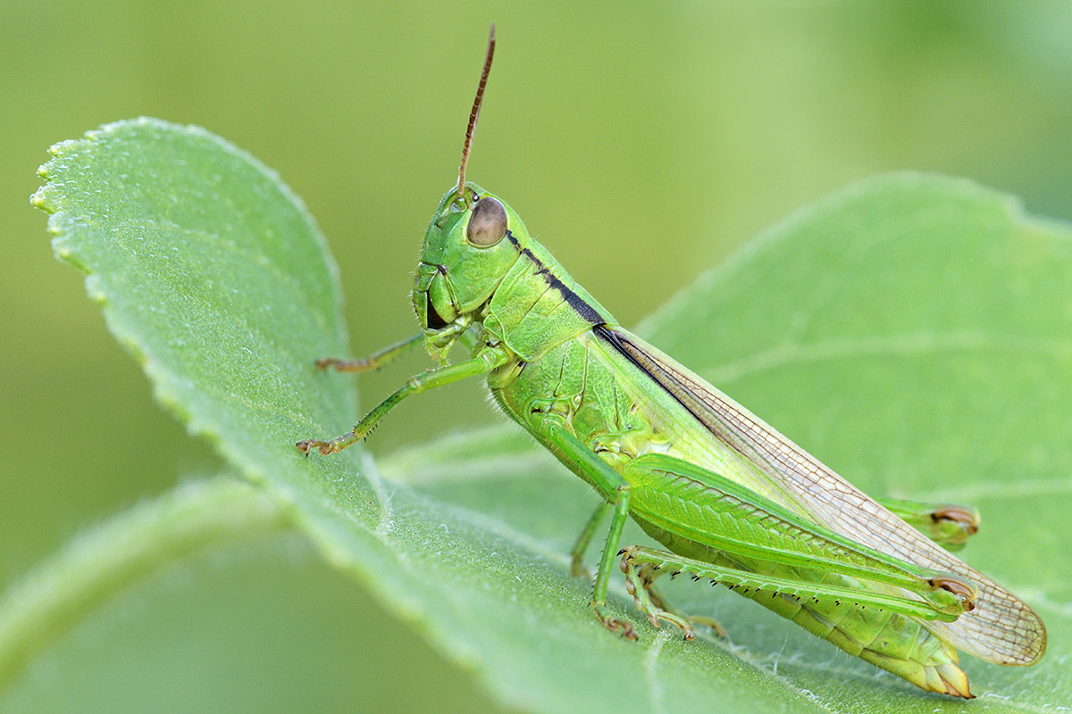 Leek Grasshopper (Mecostethus parapleurus) (1)