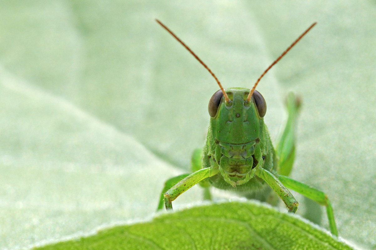 Leek Grasshopper (Mecostethus parapleurus) (2)