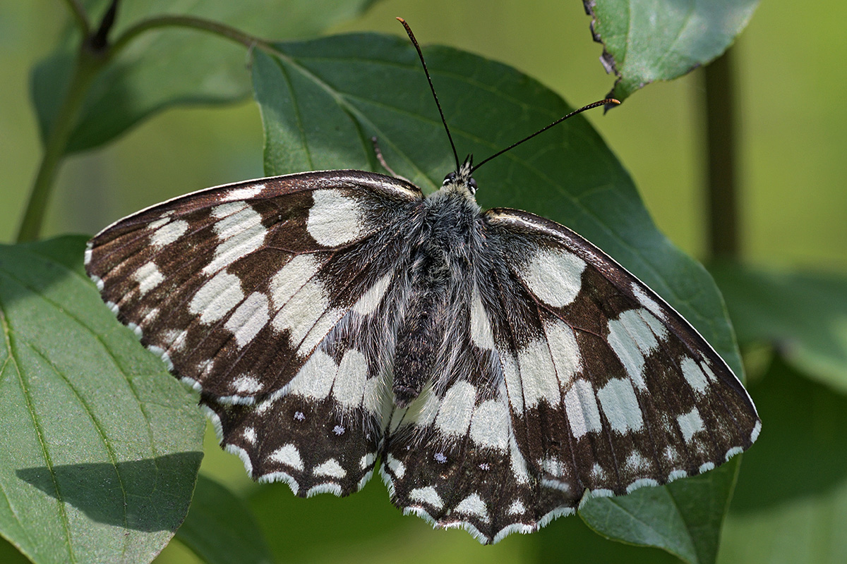 Marbled White (Melanargia galathea) (2)