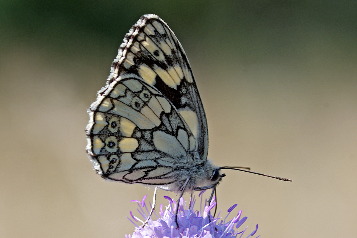 Marbled White (Melanargia galathea) (3)