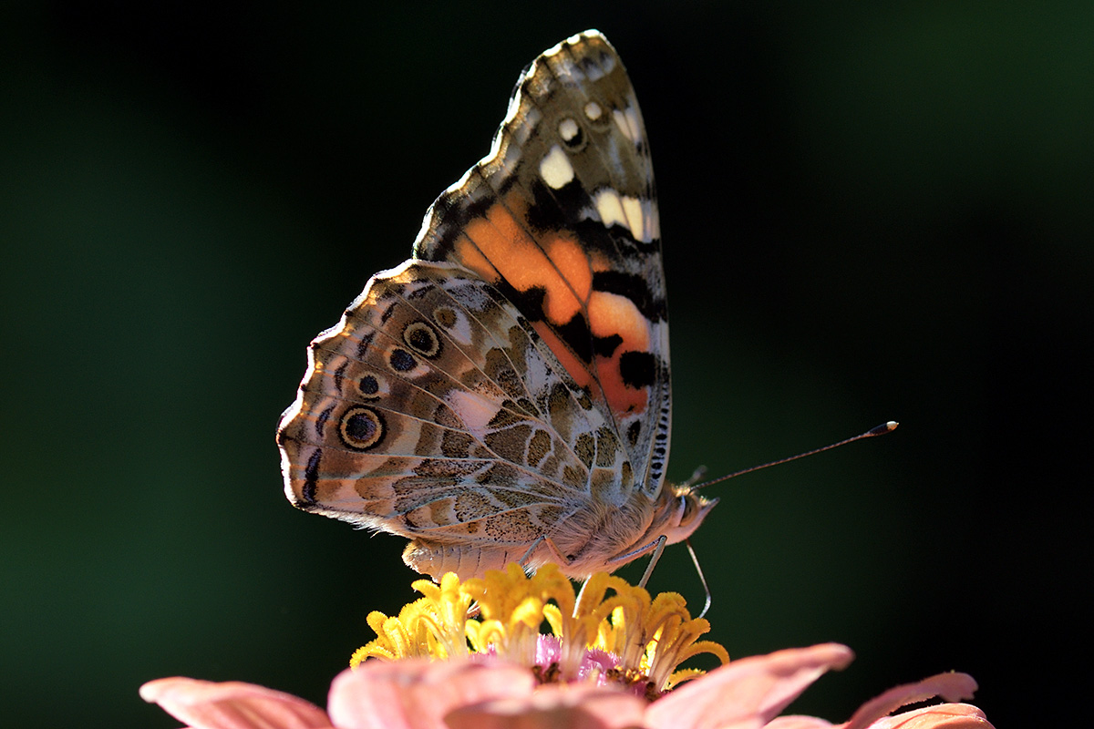 Painted Lady (Vanessa cardui) (1)