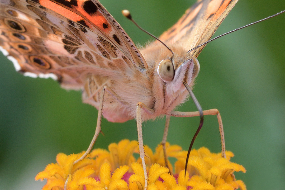 Painted Lady (Vanessa cardui) (2)