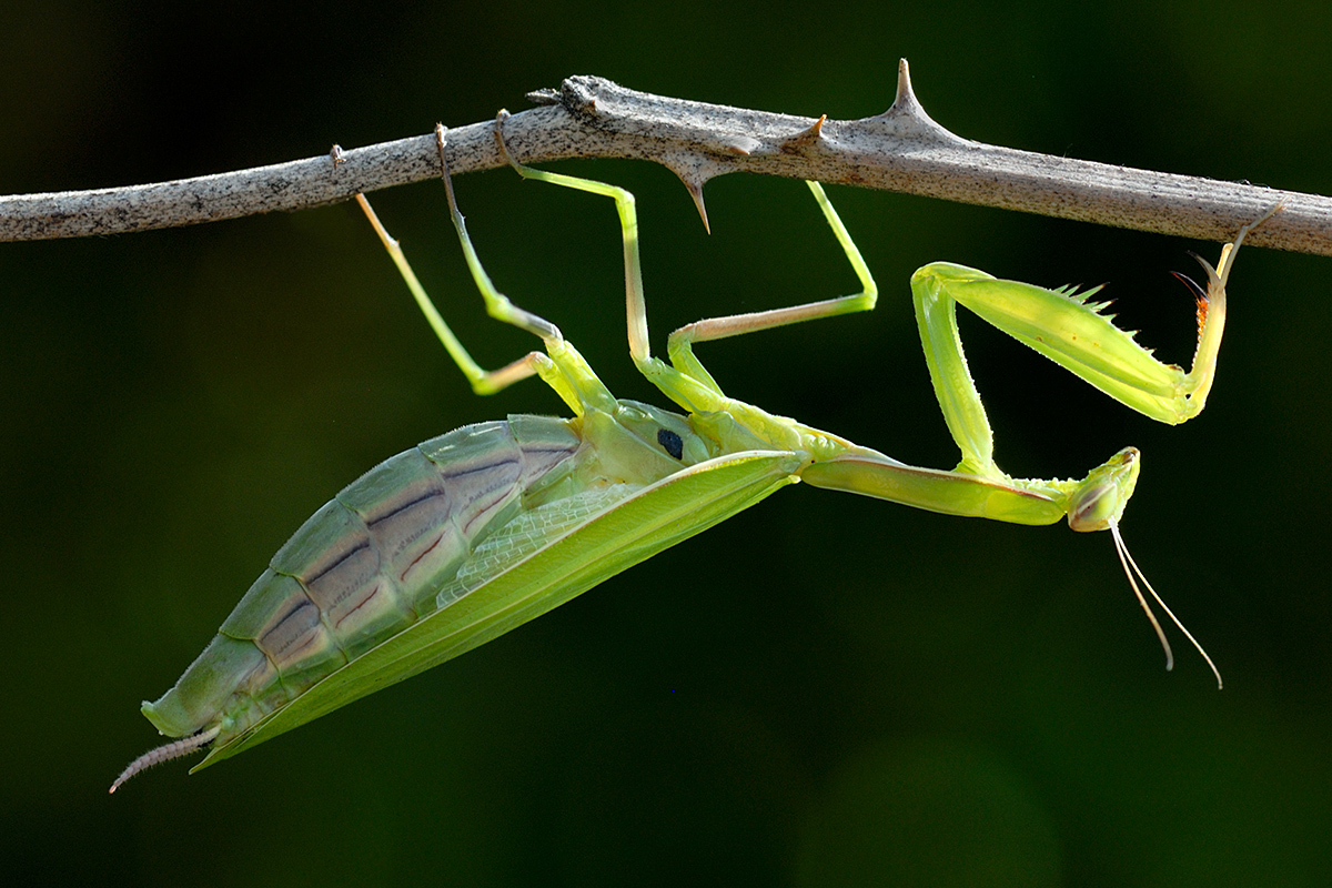 Praying Mantis (Mantis religiosa) (1)