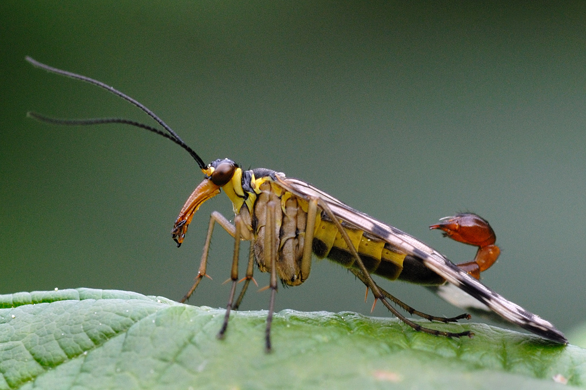 Scorpion Fly (Panorpa communis) (1)