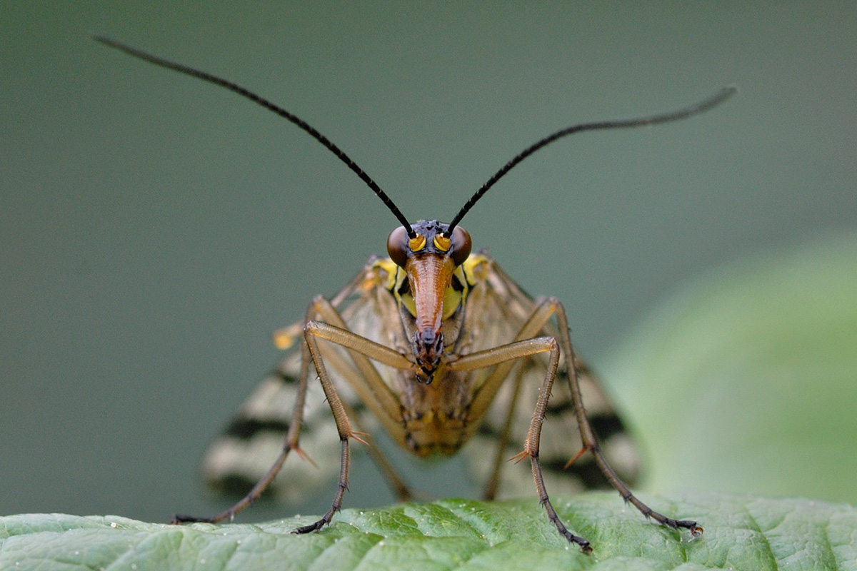 Scorpion Fly (Panorpa communis) (2)