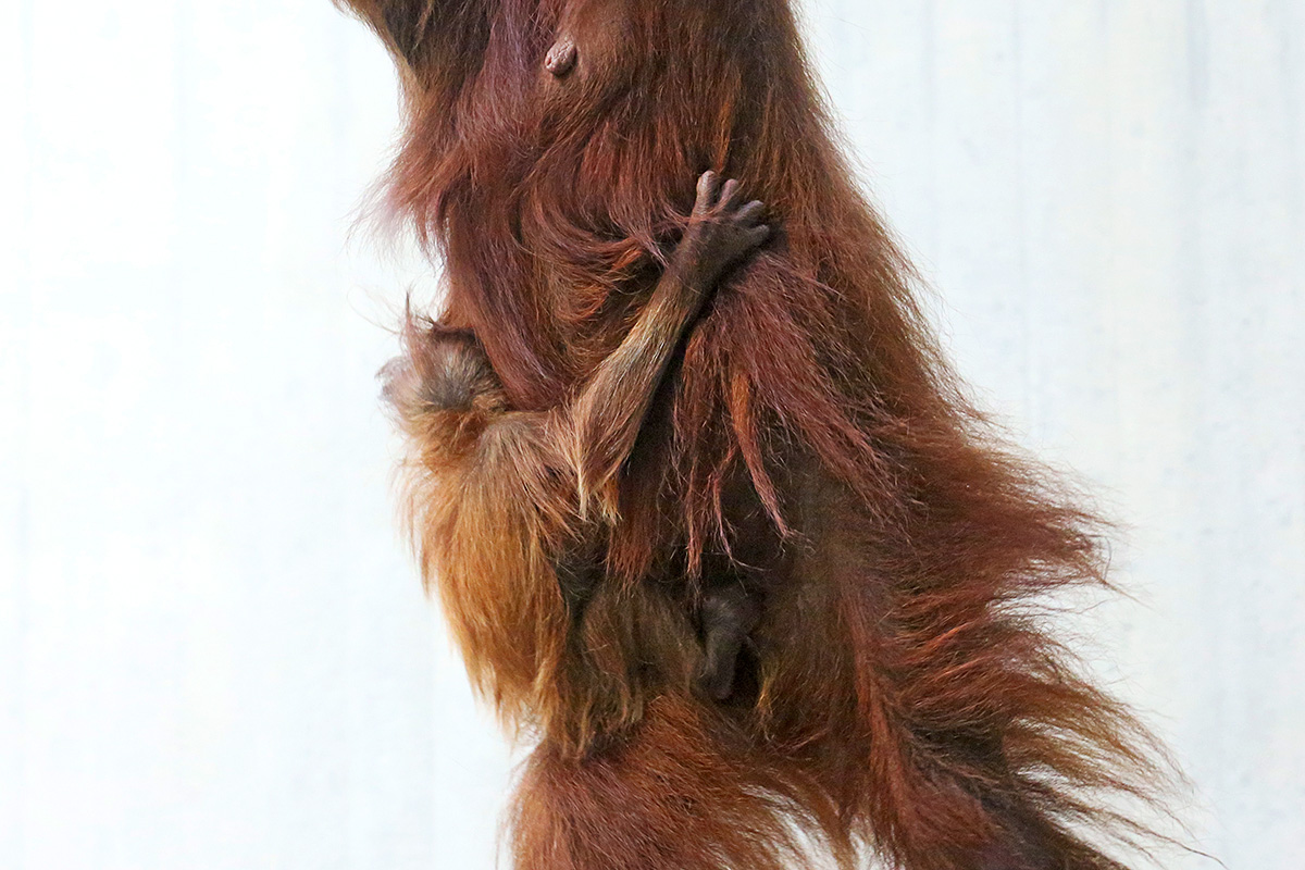 Sumatran Orangutans (Pongo abelii) at Basel Zoo (1)