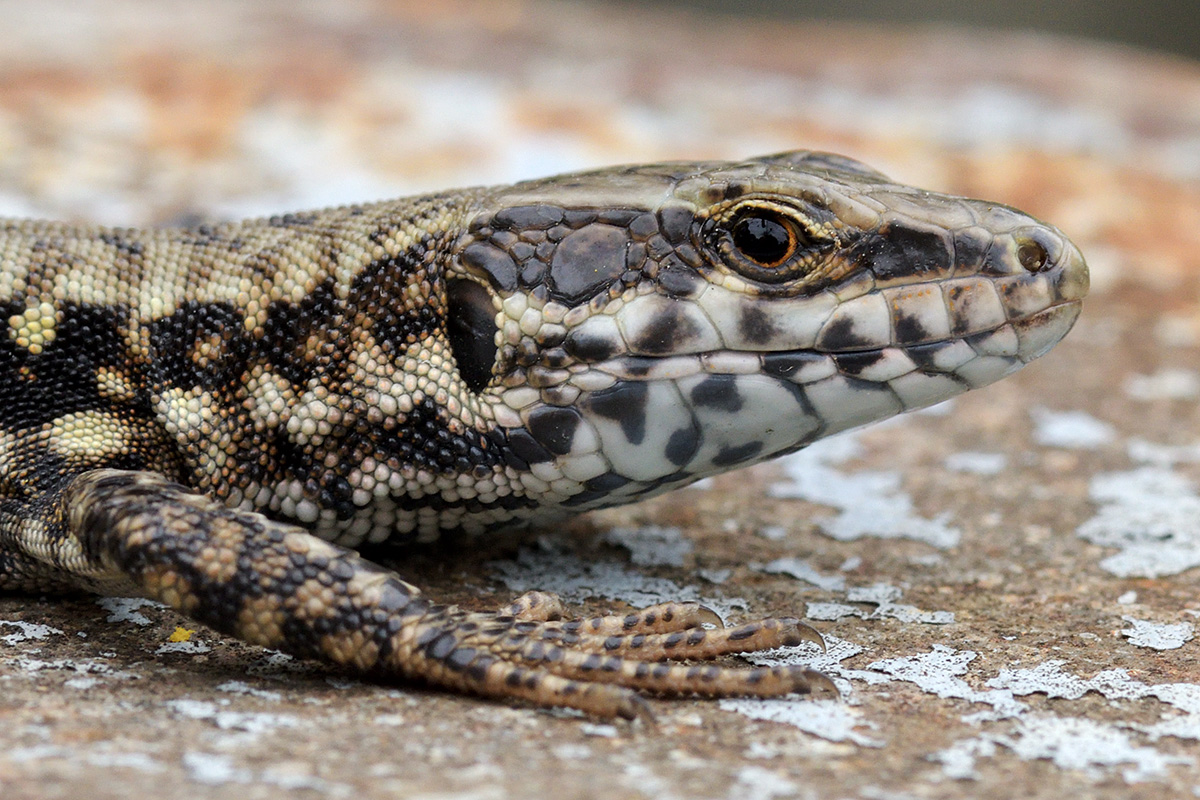 Wall Lizard (Podarcis muralis) (1)