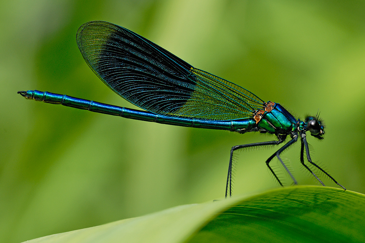 Banded Demoiselle (Calopteryx splendens, male) (2)