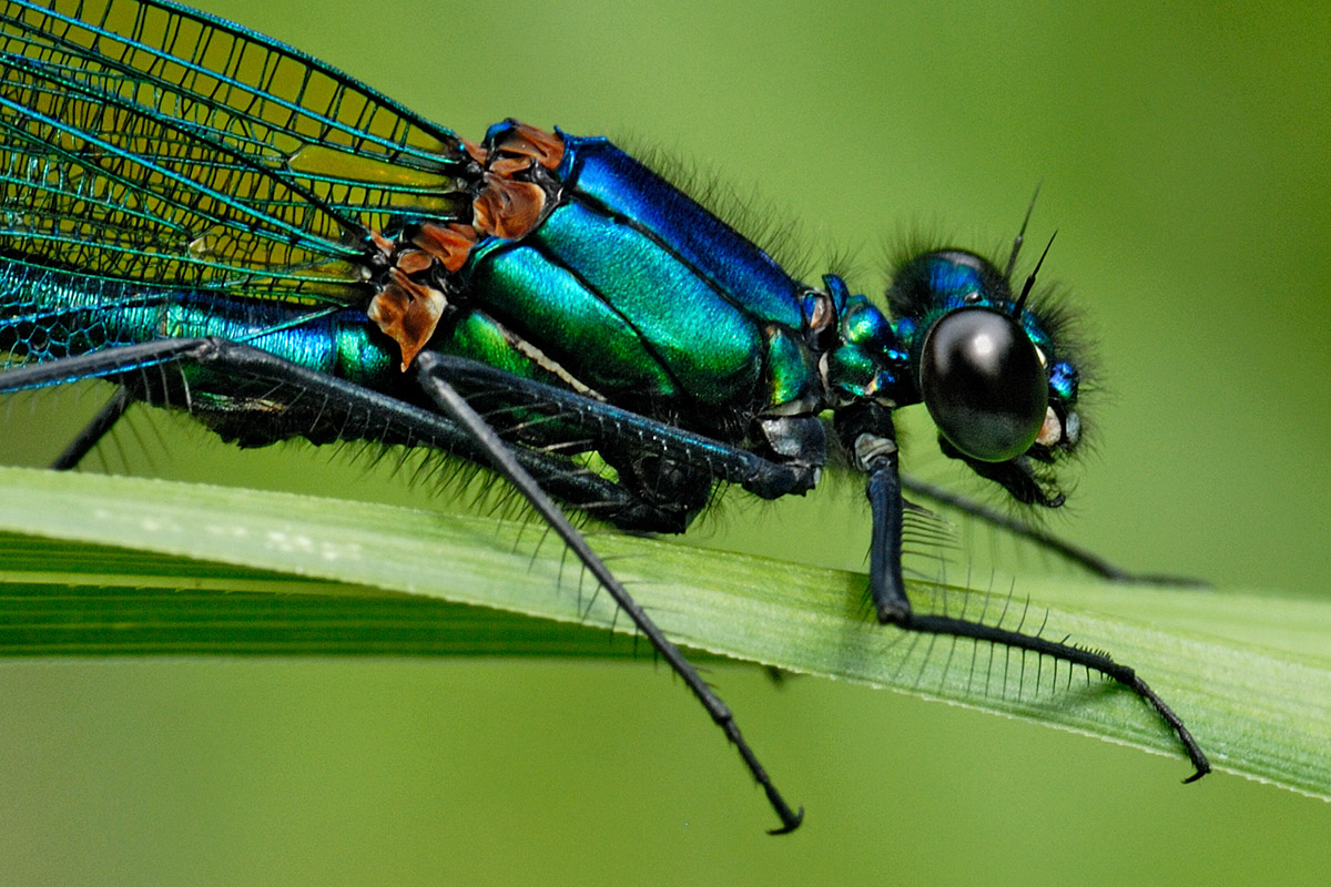 Banded Demoiselle (Calopteryx splendens, male) (3)