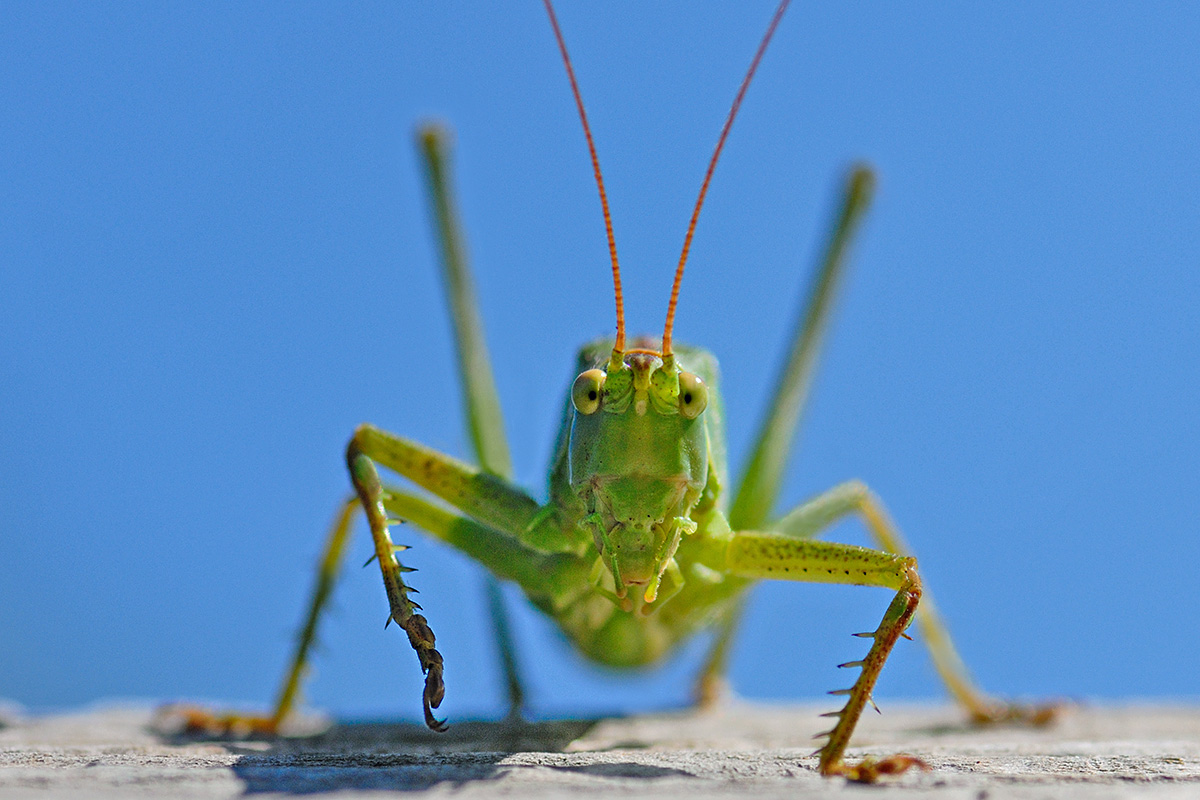 Great Green Bush-Cricket (Tettigonia viridissima) (1)