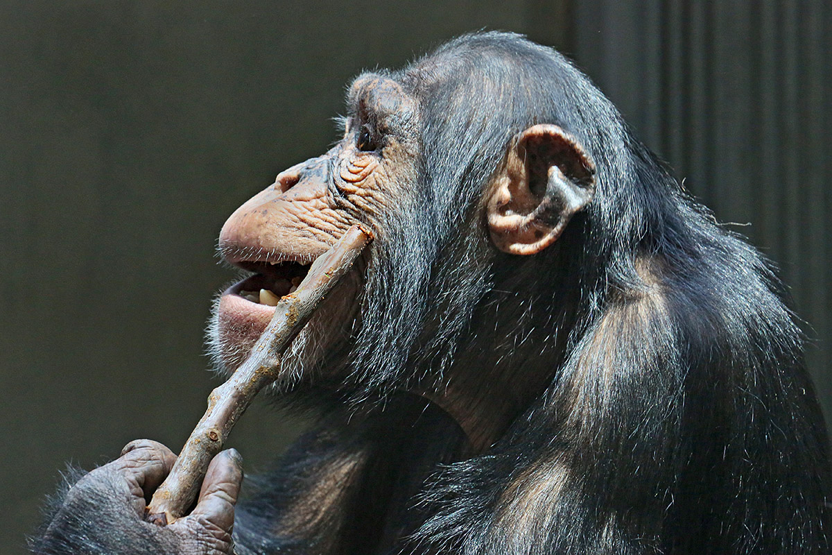 Chimpanzees (Pan troglodytes verus) at Basel Zoo (1)