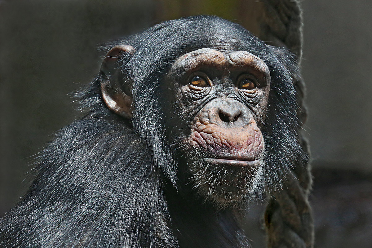 Chimpanzees (Pan troglodytes verus) at Basel Zoo (2)