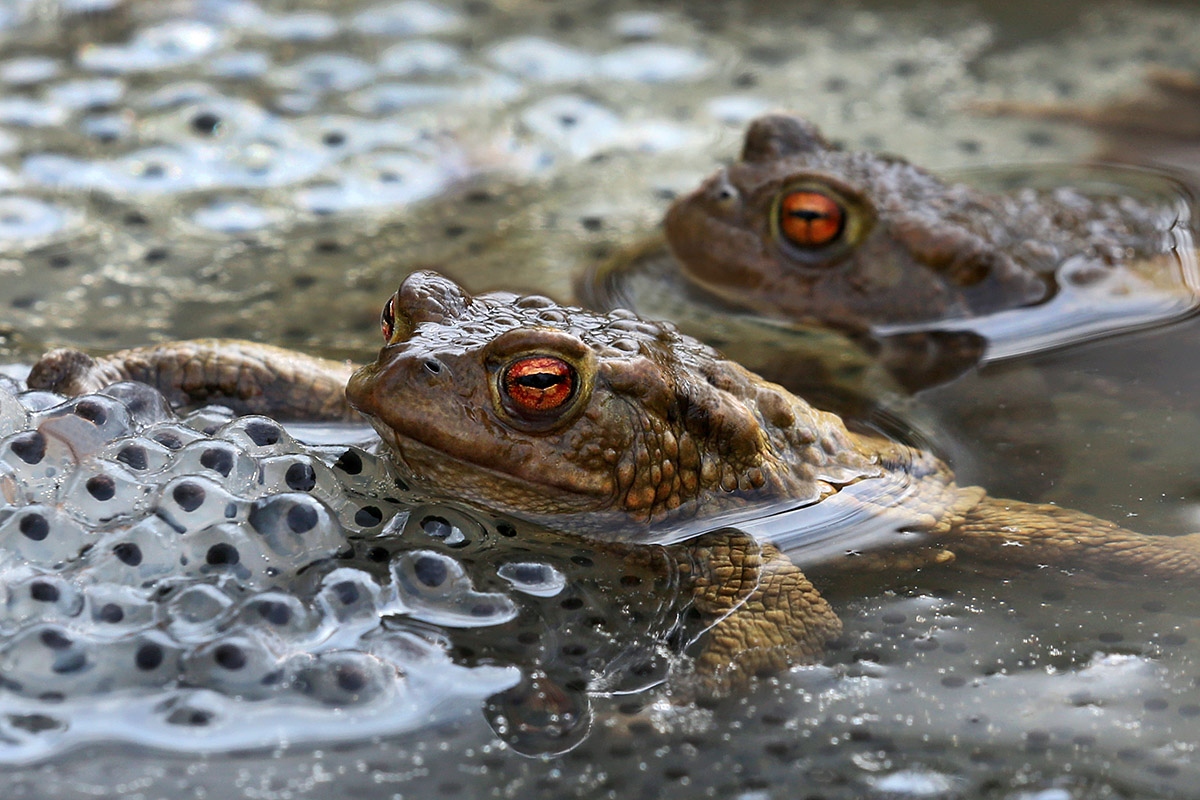 Common Toads (Bufo bufo) (1)