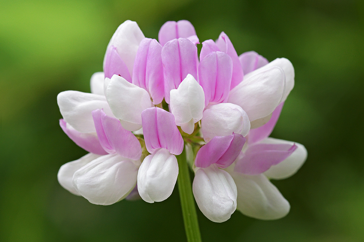 Crown Vetch (Coronilla varia) (1)