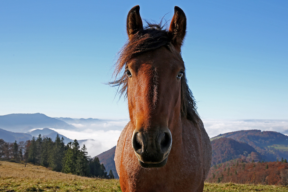 Horse on the Summit of Hohe Winde (1’204 m, Swiss Jura)