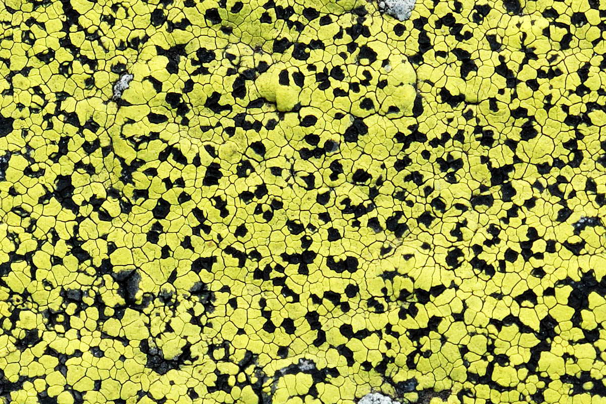 Map Lichen (Rhizocarpon geographicum) (1)