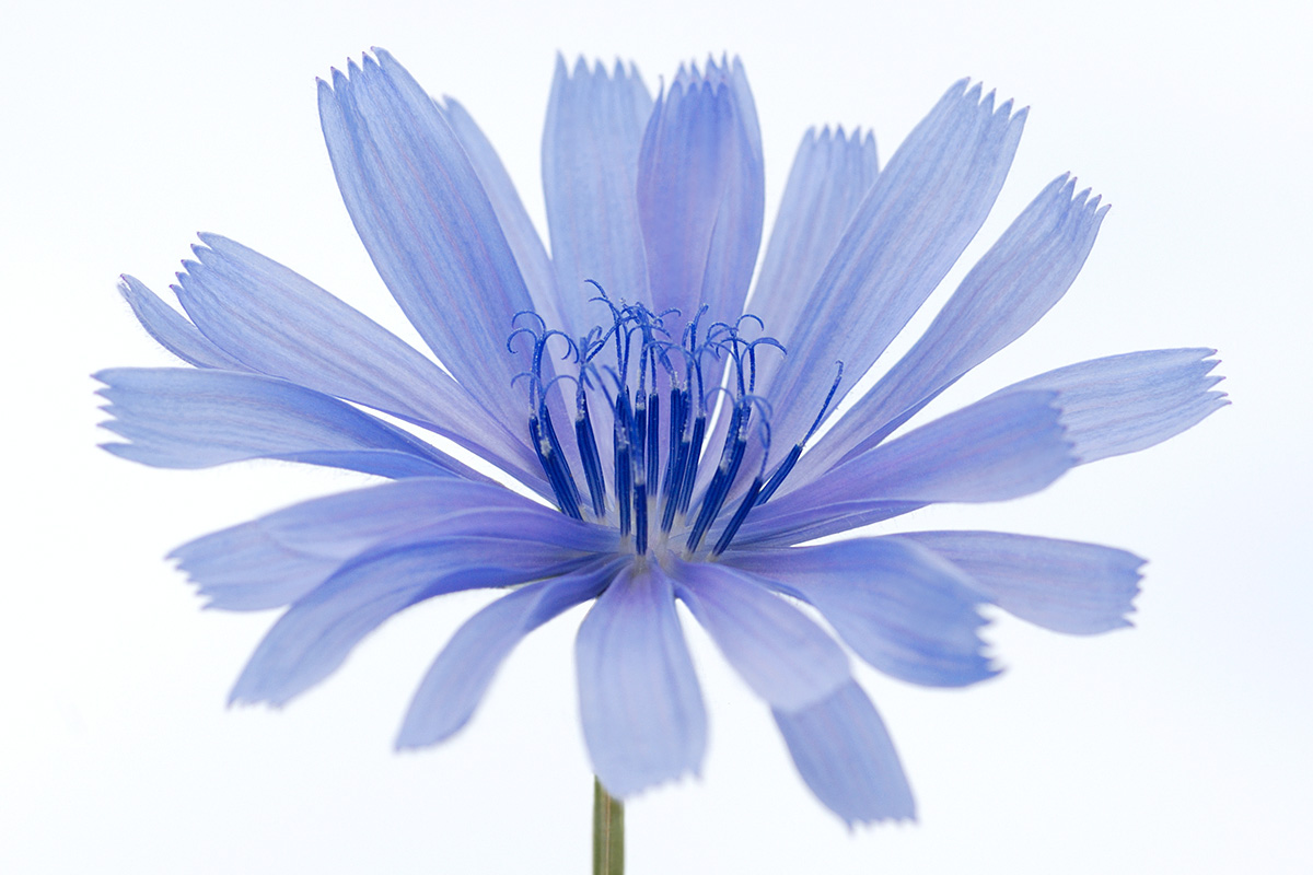 Radicchio Blossom (Cichorium intybus var. foliosum) (1)