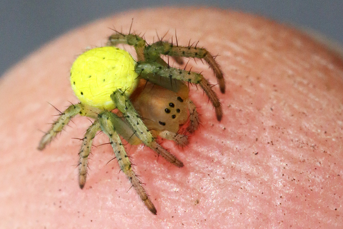 Squash Spider (Araniella cucurbitina) (1)