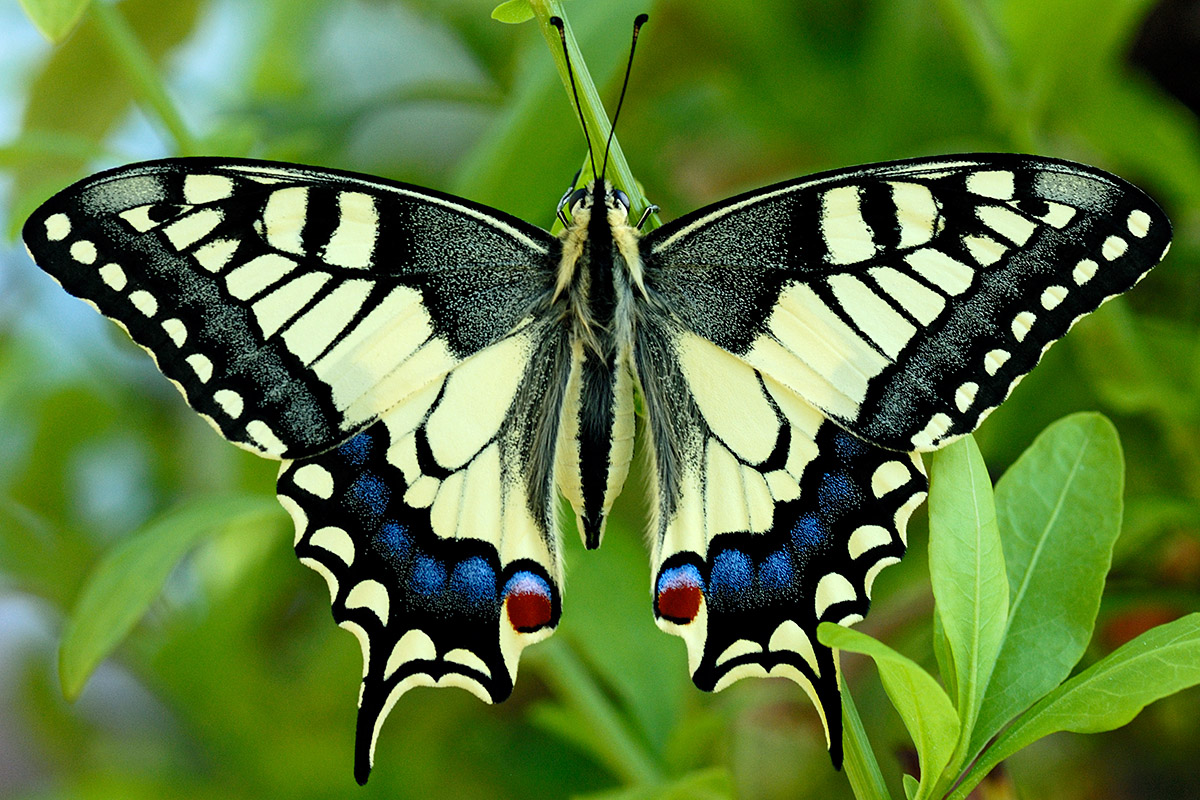 Old World Swallowtail Butterfly (Papilio machaon) (1)