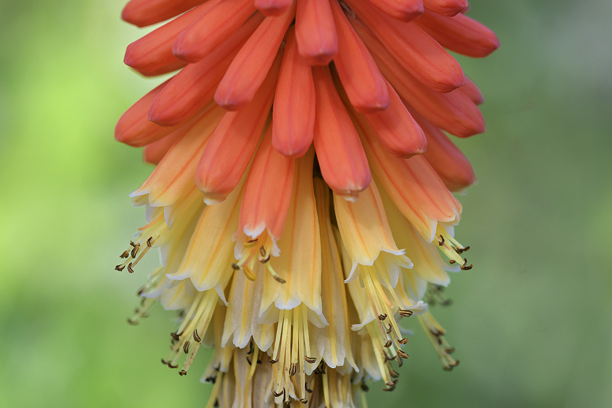 Torch Lily (Kniphofia tuckii) (1)