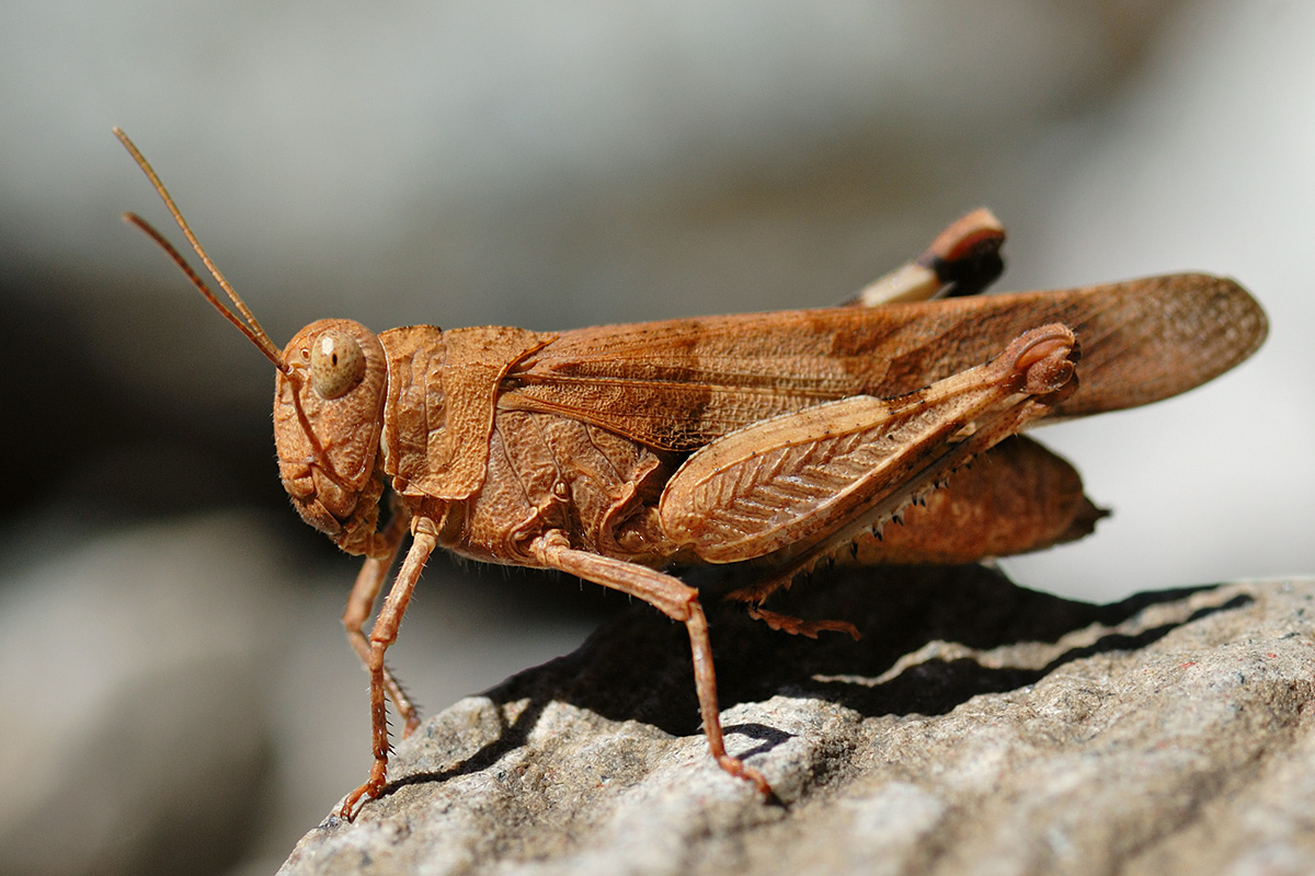 Blue-Winged Grasshopper (Oedipoda caerulescens) (1)