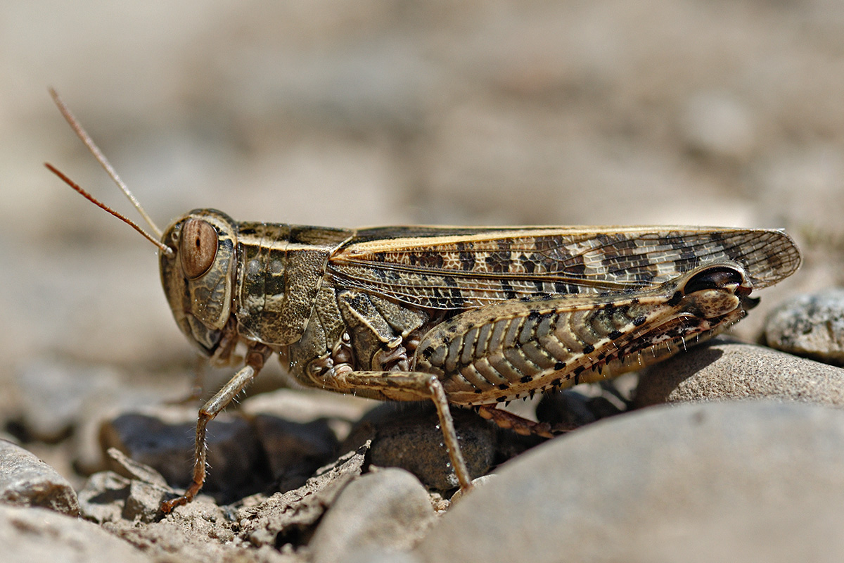 Blue-Winged Grasshopper (Oedipoda caerulescens) (2)