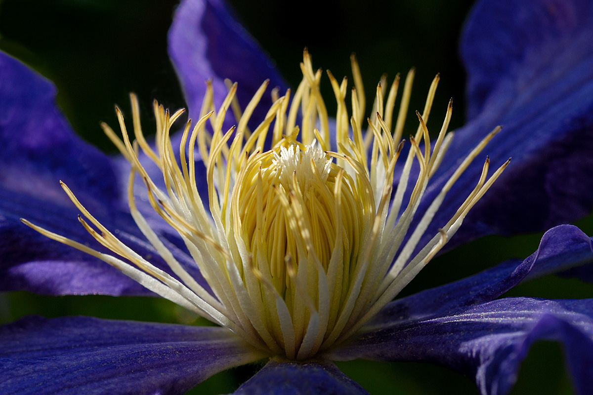 Clematis ‘Lasurstern’