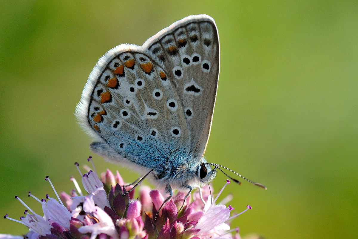 Common Blue (Polyommatus icarus) (1)