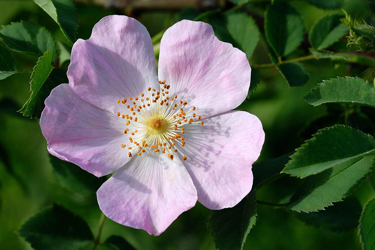 Dog Rose (Rosa canina) (1)