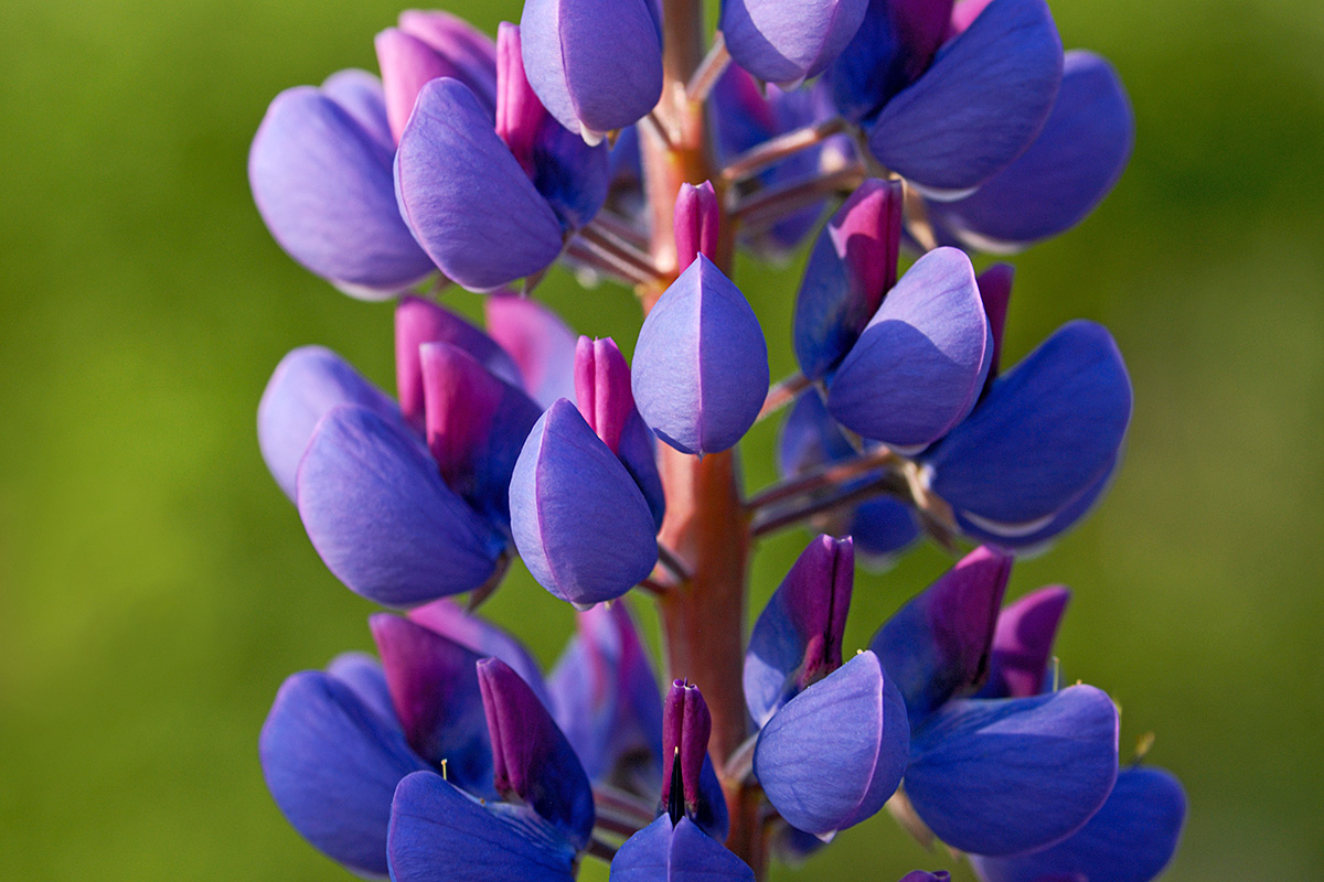 Garden Lupine (Lupinus polyphyllus) (1)