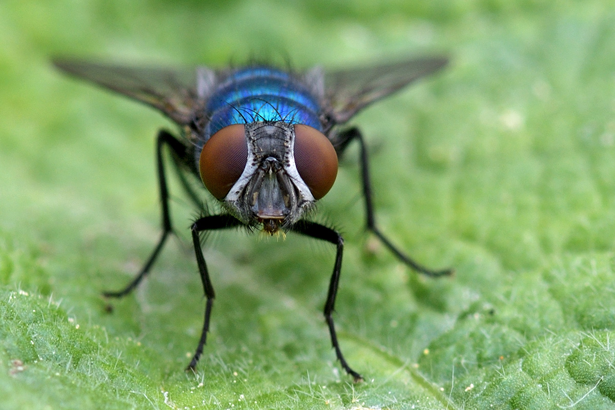 Greenbottle Fly (Lucilia caesar) (1)