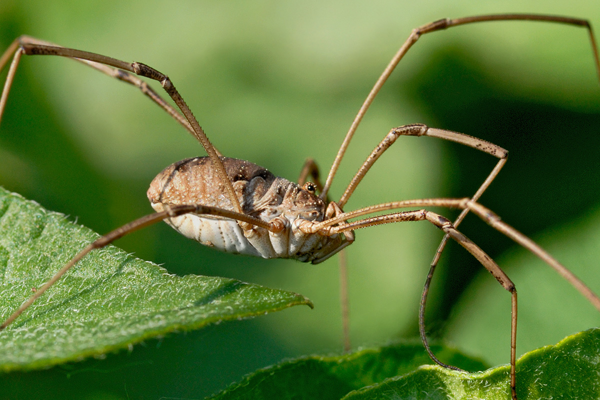 Harvestman (Phalangium opilio) (2)