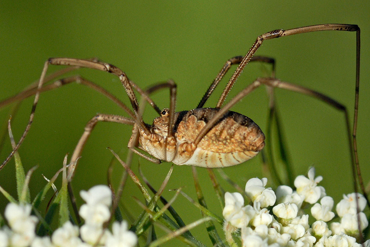 Harvestman (Phalangium opilio) (1)