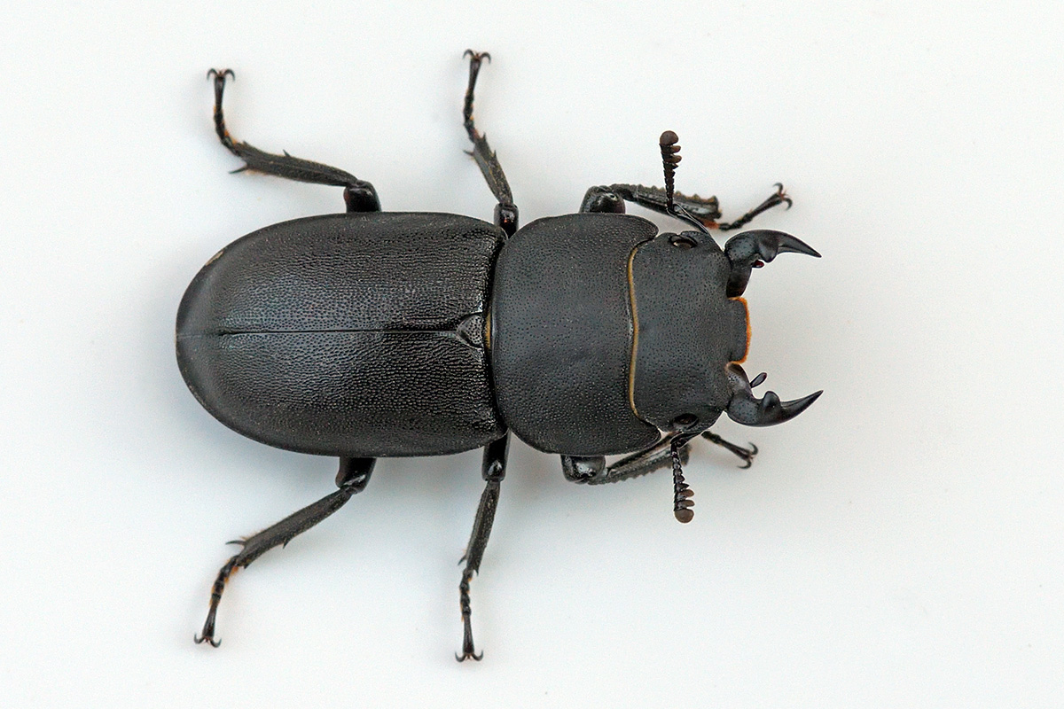 Lesser Stag Beetle (Dorcus parallelipipedus) (1)