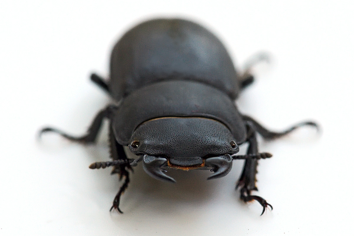 Lesser Stag Beetle (Dorcus parallelipipedus) (2)