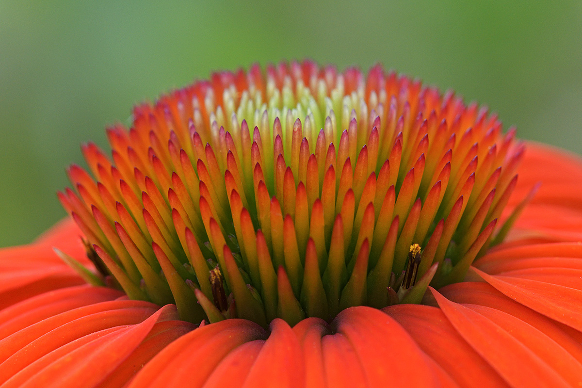 Orange-Red Coneflower (Echinacea Sombrero Salsa Red) (1)