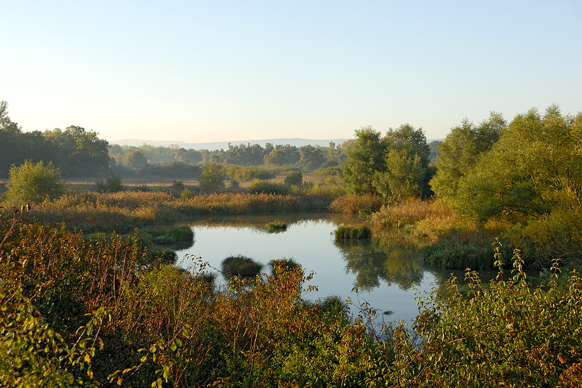 Photo Walk through the Petite Camargue Alsacienne (1)